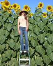 Dev Ayçiçeği Tohum İthal Ayçiçeği Tohumu 5 Tohum+Hediye Tohum thumbnail 1