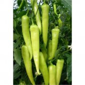 Acı Carliston Biber Tohumu Acı Biber Tohumu 25 Adet Tohum+Hediye thumbnail 2