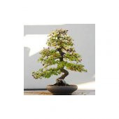 Bodur Bonsai Cennet Ağacı Tohumu Cennet Ağacı 5 Tohum+Hediye Tohu - 1