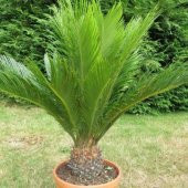 Cycas Ağacı Tohumu Sikas Ağacı Tohumu 3 Tohum +Hediye Tohum - 3
