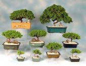 Bodur Bonsai Cennet Ağacı Tohumu Cennet Ağacı 5 Tohum+Hediye Tohu - 2