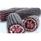 Mor Mısır Tohumu Bolivra Mısırı Tohumu 5 Tohum +Hediye Tohum - 2