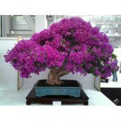 Bodur Bonsai Erguvan Ağacı Tohumu 100 Tohum +Hediye Tohum - 1