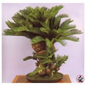 Bodur Bonsai Palmiye Ağacı Tohum 3 Tohum +Saksı+Toprak+Hediye Toh thumbnail 1