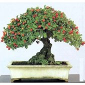 Bodur Bonsai Kırmızı Alıç Ağacı Tohumu 10 tohum +Saksı+Toprak+Hed - 1