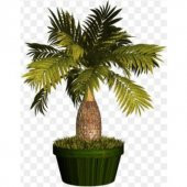 Bodur Bonsai Palmiye Ağacı Tohum 3 Tohum +Saksı+Toprak+Hediye Toh thumbnail 3