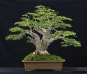 Bodur Bonsai Meşe Ağacı Tohumu Bonsai Tohumu 3 tohum +Hediye Tohu - 1