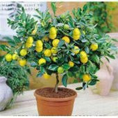Bodur Bonsai Limon Ağacı Tohumu 5 Tohum + Hediye + Tohum - 2