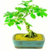 Bodur Bonsai Meşe Ağacı Tohumu Bonsai Tohumu 3 tohum +Hediye Tohu - 2