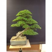 Bodur Bonsai Okaliptüs Ağacı Tohumu 5 tohum+Saksı+Toprak+Hediye T - 3