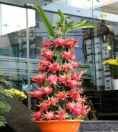 Bodur Pitaya Ağacı Tohumu Beyaz Pitaya Ağacı 10Tohum+Saksı+Toprak thumbnail 1