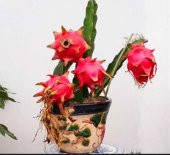 Bodur Pitaya Ağacı Tohumu Beyaz Pitaya Ağacı 10Tohum+Saksı+Toprak thumbnail 2