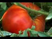 Ankara Ayaş Domates Tohumu Ayaş Domatesi 15 tohum+ Hediye Tohum thumbnail 2