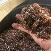 Bodur Bonsai İri Napolyon Kiraz Ağacı Tohumu 5 Tohum+Saksı+Toprak - 4