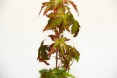 JAPON AKÇAAĞACI ACER PALMATUM 3 ADET - 3