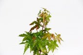 JAPON AKÇAAĞACI ACER PALMATUM 3 ADET - 4
