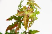 JAPON AKÇAAĞACI ACER PALMATUM 3 ADET - 5