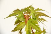 JAPON AKÇAAĞACI ACER PALMATUM 3 ADET - 6