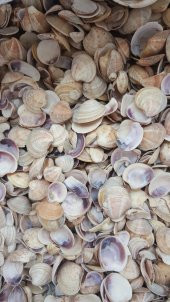 Küçük Deniz Kabuğu Süs Dekoratif Akvaryum Süsleme 100 Gr - 1