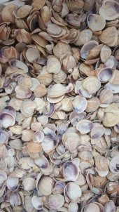 Küçük Deniz Kabuğu Süs Dekoratif Akvaryum Süsleme 100 Gr - 2