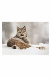 Vaşak 500 Parça Puzzle 260425-99 / - 1