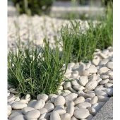 Garden İstanbul 1-2 cm 25 kg Beyaz Dolomit Taş Ücretsiz Kargo - 3