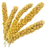 Fizzy Doğal Dal Darı - 2