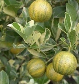 6 Yaş Aşılı Alacalı Calamondin Süs Mandalinası Fidanı, Saksıda - 2