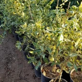 6 Yaş Aşılı Alacalı Calamondin Süs Mandalinası Fidanı, Saksıda - 4