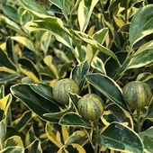 6 Yaş Aşılı Alacalı Calamondin Süs Mandalinası Fidanı, Saksıda - 1