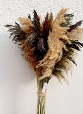 pampas - 1