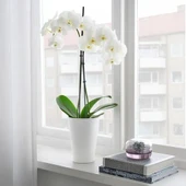IKEA Papaja 12x19 cm Dekoratif Saksı Beyaz Toprak Kap - 3
