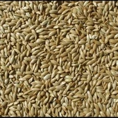 Bırt Sade Kanarya 20 Kg thumbnail 2