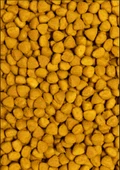 PSİTTACUS YÜKSEK ENERJİ ÜRETİMİ 12 Kg - 2
