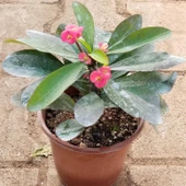 Büyük Boy KIRMIZI Euphorbia Milli / Dikenler Tacı, Saksıda - 1