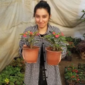 Büyük Boy KIRMIZI Euphorbia Milli / Dikenler Tacı, Saksıda - 3