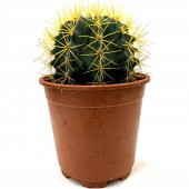 Acanthocalycium Dev Kaktüs 17 Cm - 2