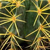 Acanthocalycium Dev Kaktüs 17 Cm - 3