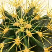 Acanthocalycium Dev Kaktüs 17 Cm - 4