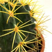 Acanthocalycium Dev Kaktüs 17 Cm - 5