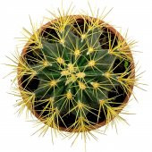 Acanthocalycium Dev Kaktüs 17 Cm - 6