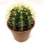 Acanthocalycium Dev Kaktüs 17 Cm - 7