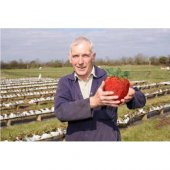 Dev Çilek Tohumu Çilek Tohumu Ekim Seti 10 Tohum + Saksı + Toprak thumbnail 1