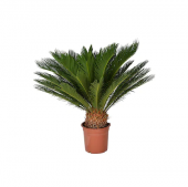 Cycas Tohumu Ekim Seti 3 Tohum Sikas Tohumu +Saksı+Toprak+Süpriz - 1