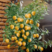 Saksılık Pepino Tohumu Ekim Seti 5 Tohum + Saksı + Toprak + Süpri - 1