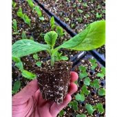 70 Li Plastik Viyol Çimlendirme Viyolü + Süpriz Hediye Tohum - 2