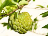 İthal Sugar Apple Tohumu Ekim Seti 3 Tohum +Saksı+Toprak+Süpriz - 2