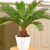 Cycas Tohumu Ekim Seti 3 Tohum Sikas Tohumu +Saksı+Toprak+Süpriz - 2