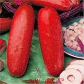 İthal Kırmızı Salatalık Tohumu Ekim Seti 5 Tohum +Saksı+Toprak - 3