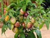 Saksılık Pepino Tohumu Ekim Seti 5 Tohum + Saksı + Toprak + Süpri - 2